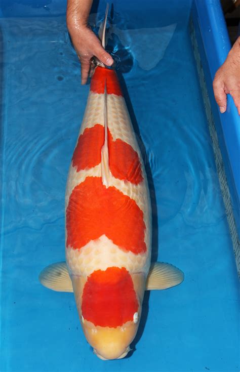 world's most expensive koi|expensive koi fish ever sold.